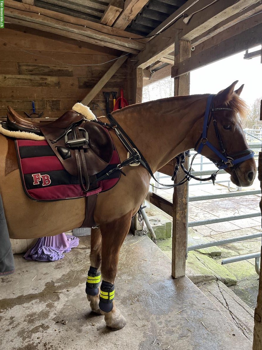 Bild 5: Biete Reitbeteiligung in Dielsdorf, Zürcher Unterland