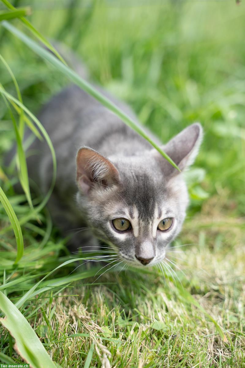 Bild 3: Exquisite Bengal Kitten aus Schweizer Zucht