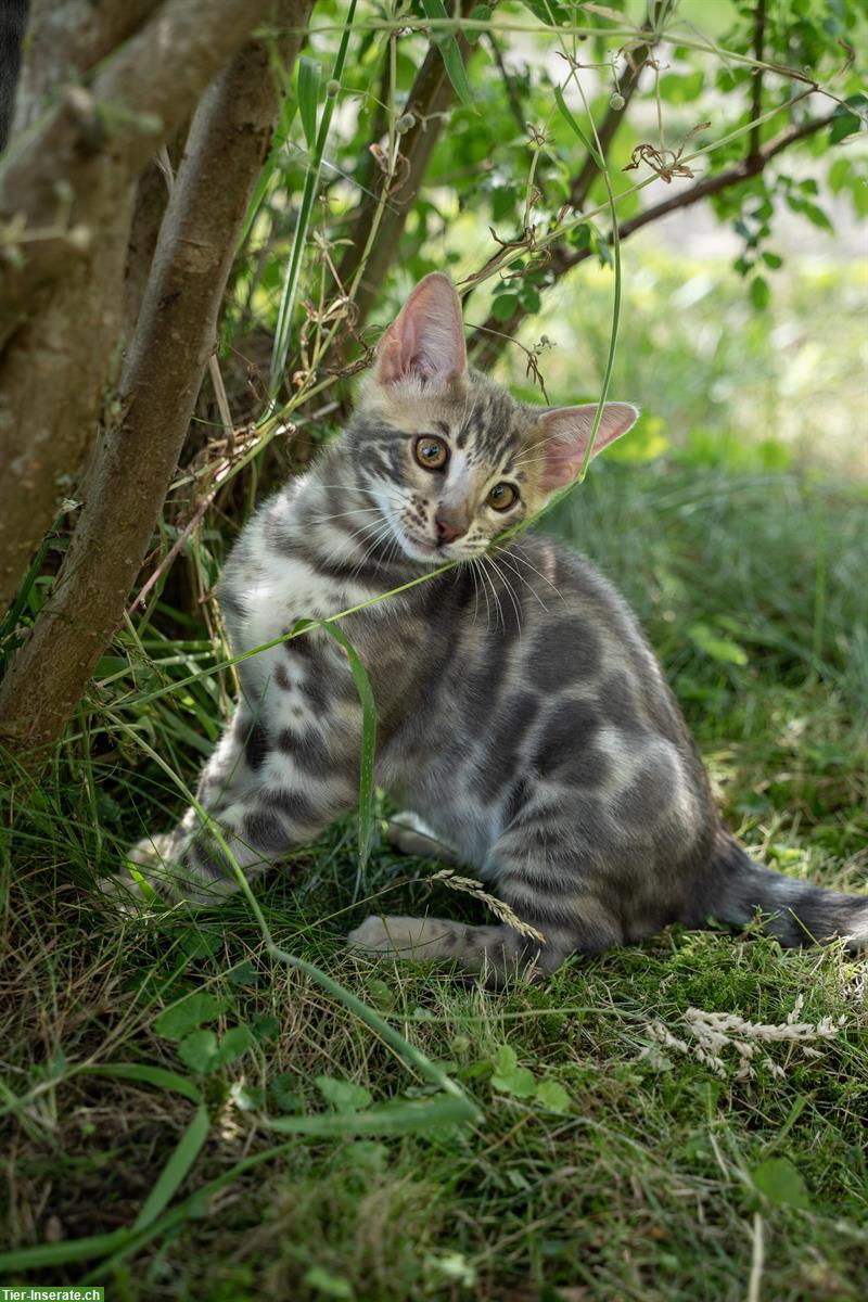 Bild 4: Exquisite Bengal Kitten aus Schweizer Zucht