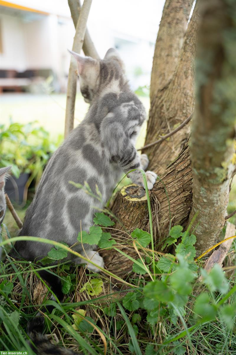 Bild 5: Exquisite Bengal Kitten aus Schweizer Zucht