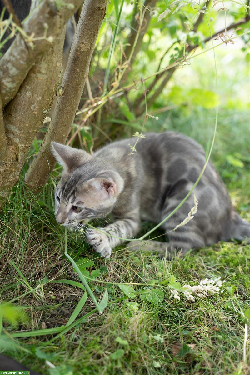 Bild 6: Exquisite Bengal Kitten aus Schweizer Zucht