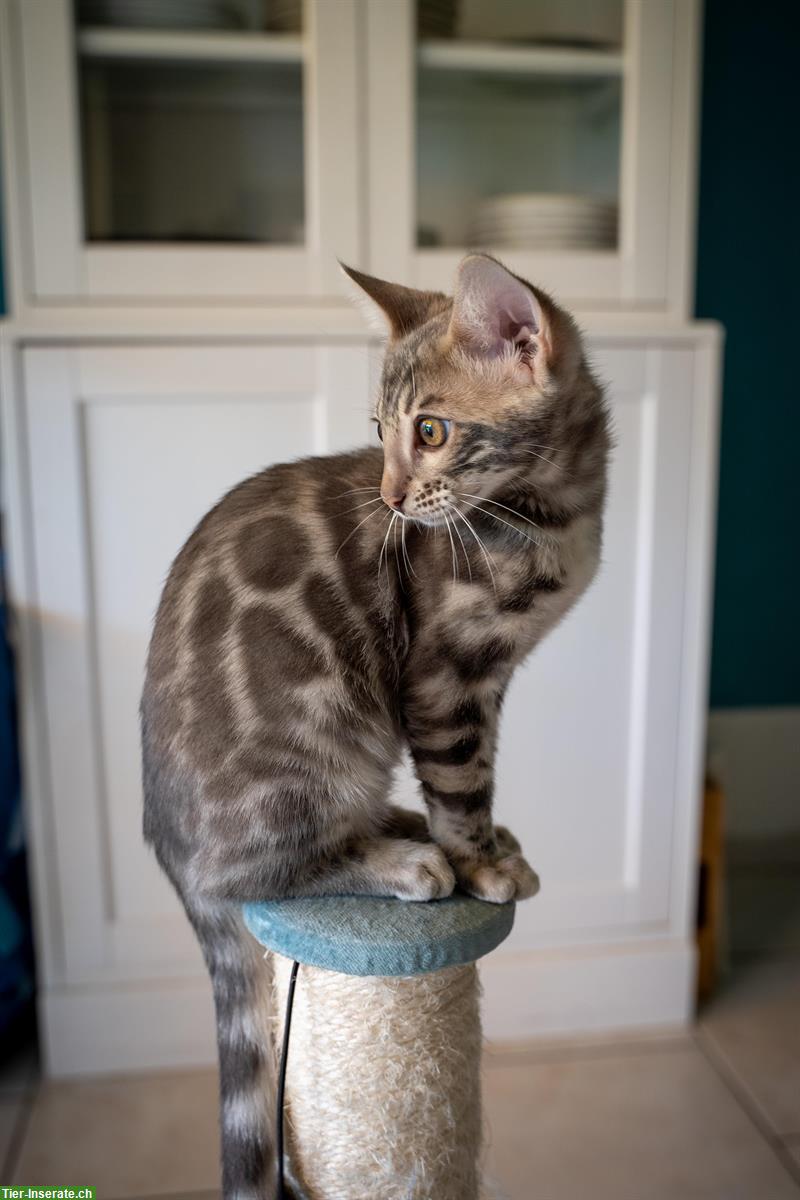 Bild 8: Exquisite Bengal Kitten aus Schweizer Zucht