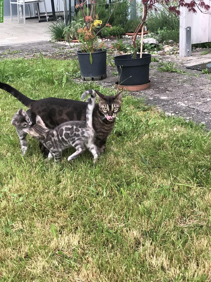 Bild 9: Exquisite Bengal Kitten aus Schweizer Zucht