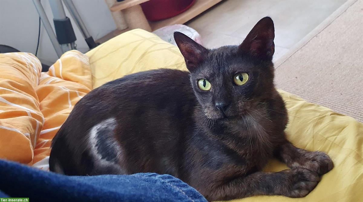 Kater sucht Gnadenplatz oder Pflegestelle, nur im Dreiländereck