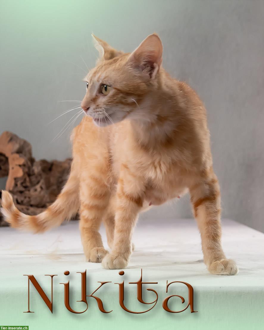 Bild 7: Mix Katze Nikita, eine zärtliche Schmusekatze!