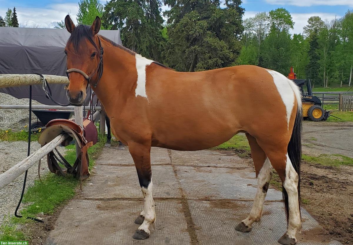 Dun tobiano Free Range Horse Stute, 6-jährig