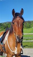 Dun tobiano Free Range Horse Stute, 6-jährig