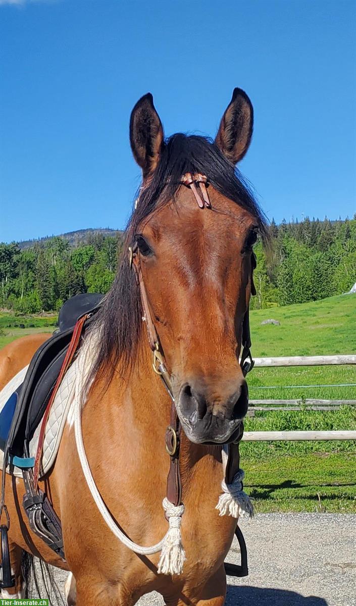 Bild 2: Dun tobiano Free Range Horse Stute, 6-jährig