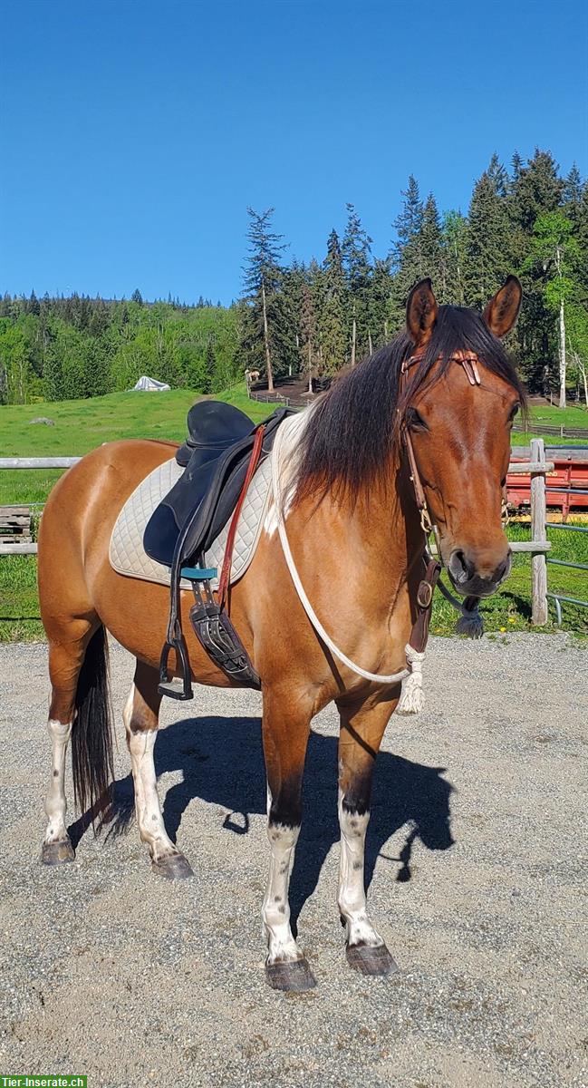 Bild 3: Dun tobiano Free Range Horse Stute, 6-jährig