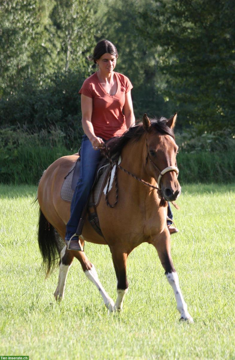 Bild 4: Dun tobiano Free Range Horse Stute, 6-jährig