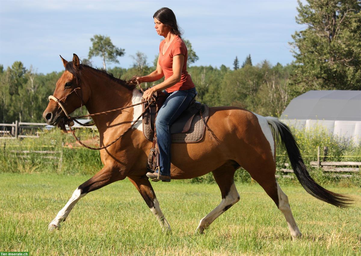 Bild 5: Dun tobiano Free Range Horse Stute, 6-jährig