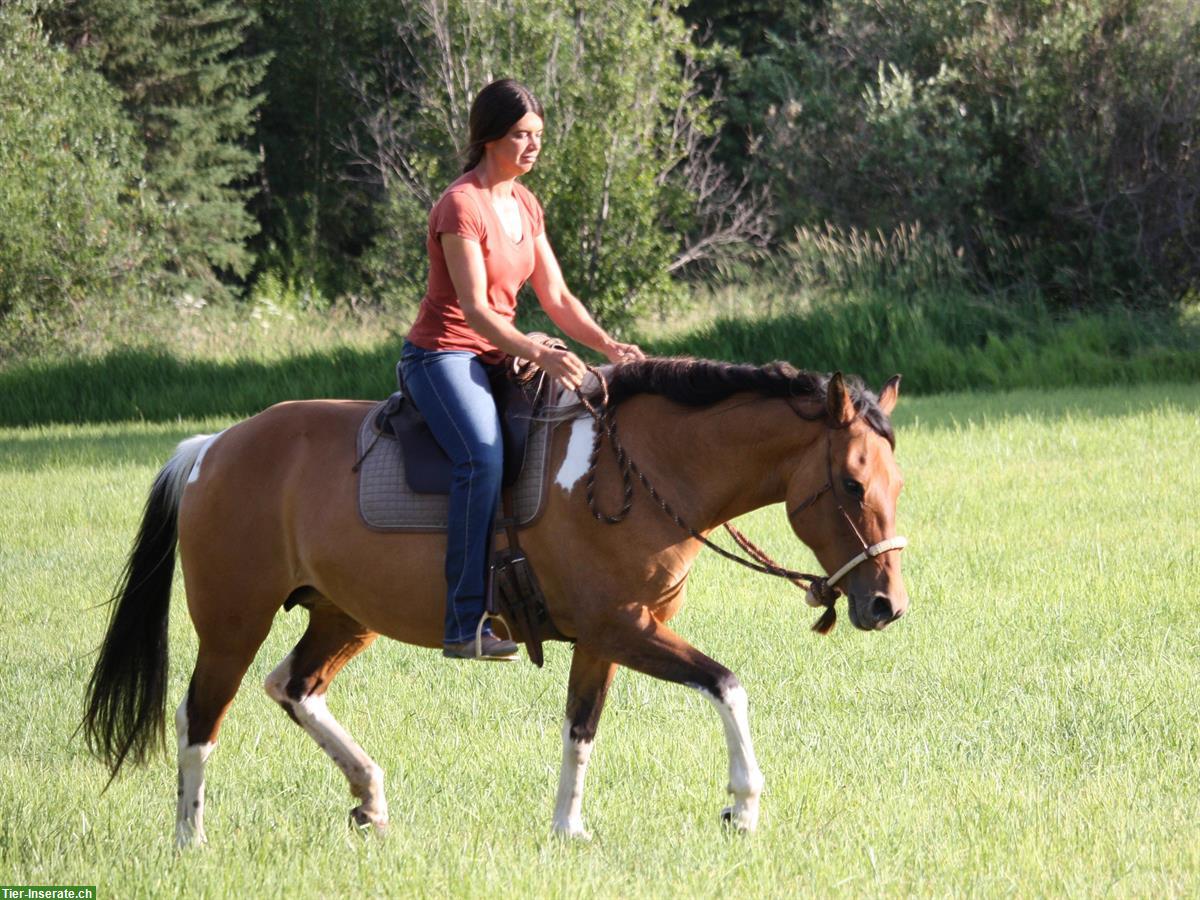 Bild 6: Dun tobiano Free Range Horse Stute, 6-jährig