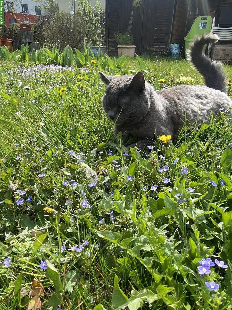 Bild 5: 13-jährige Katzen Geschwister abzugeben