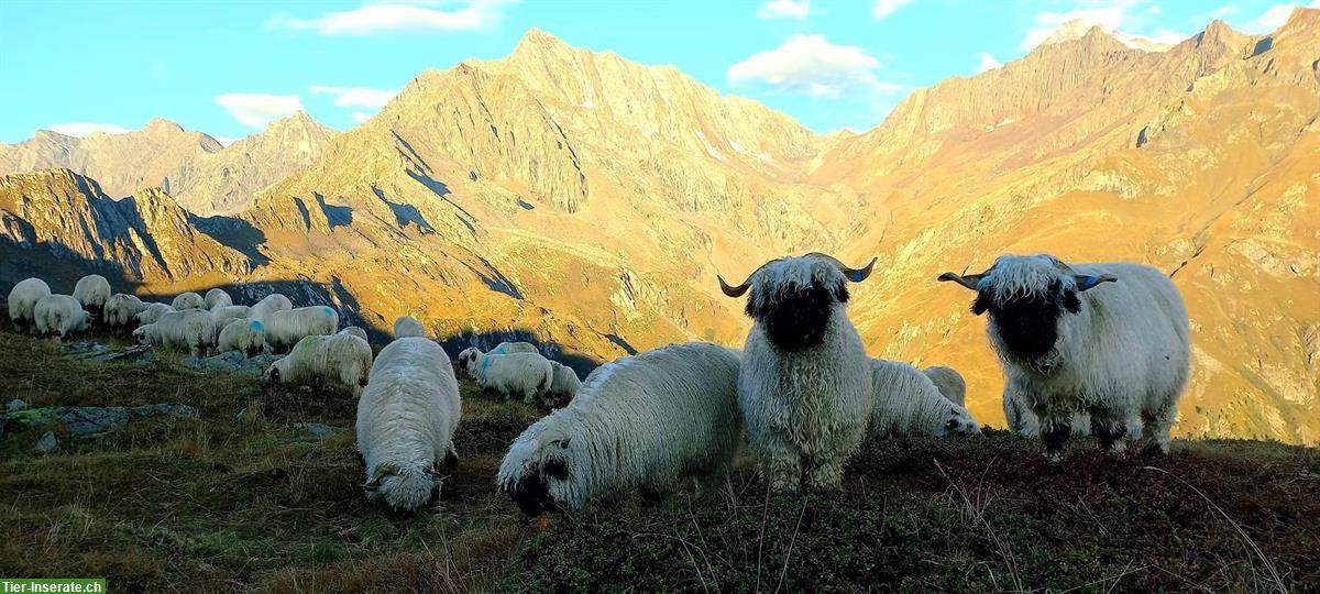 Schwarznasenschafe Auen mit Lämmer, Chilber oder Widderlämmer