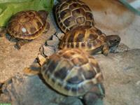 Griechische Landschildkröten suchen schönes Plätzchen
