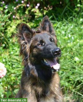 Königsdisziplin Hunde-Lernspaziergang, Raum Aarau und Baden