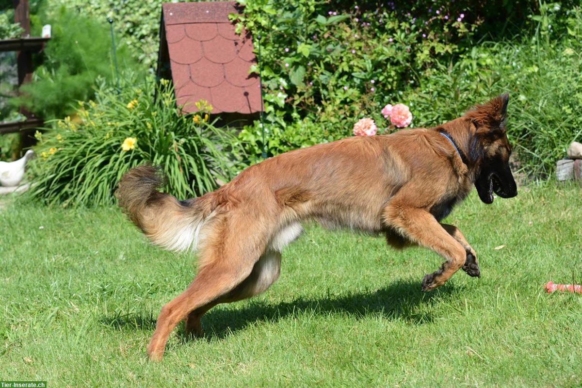 Bild 2: Königsdisziplin Hunde-Lernspaziergang, Raum Aarau und Baden