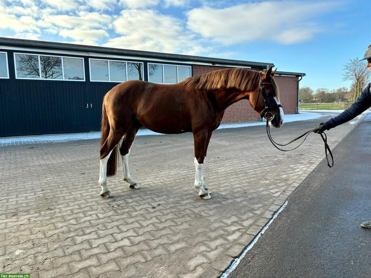 Reitpony Wallach, 4-jährig zu verkaufen