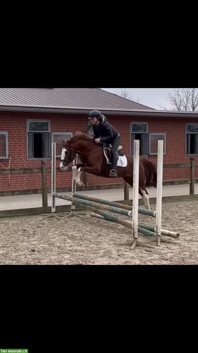 Bild 2: Reitpony Wallach, 4-jährig zu verkaufen