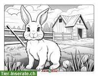 Nehme Kaninchen auf, die dringend ein neues Zuhause suchen