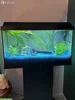 WIE NEU! Juwel Aquarium Primo 60 LED, Stand & co. :)