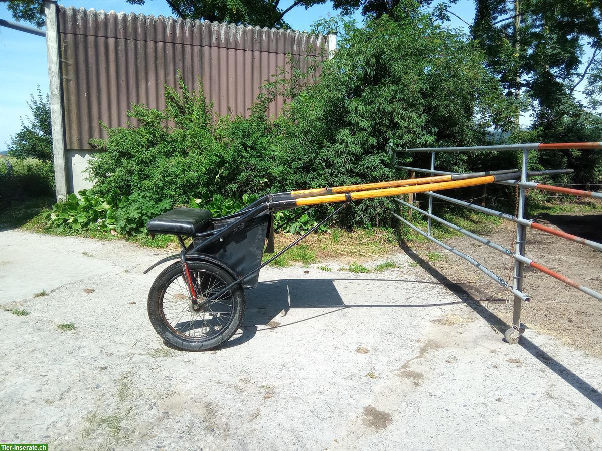 Bild 2: Gefederter Gig / Sulky für Stockmass 150-160cm