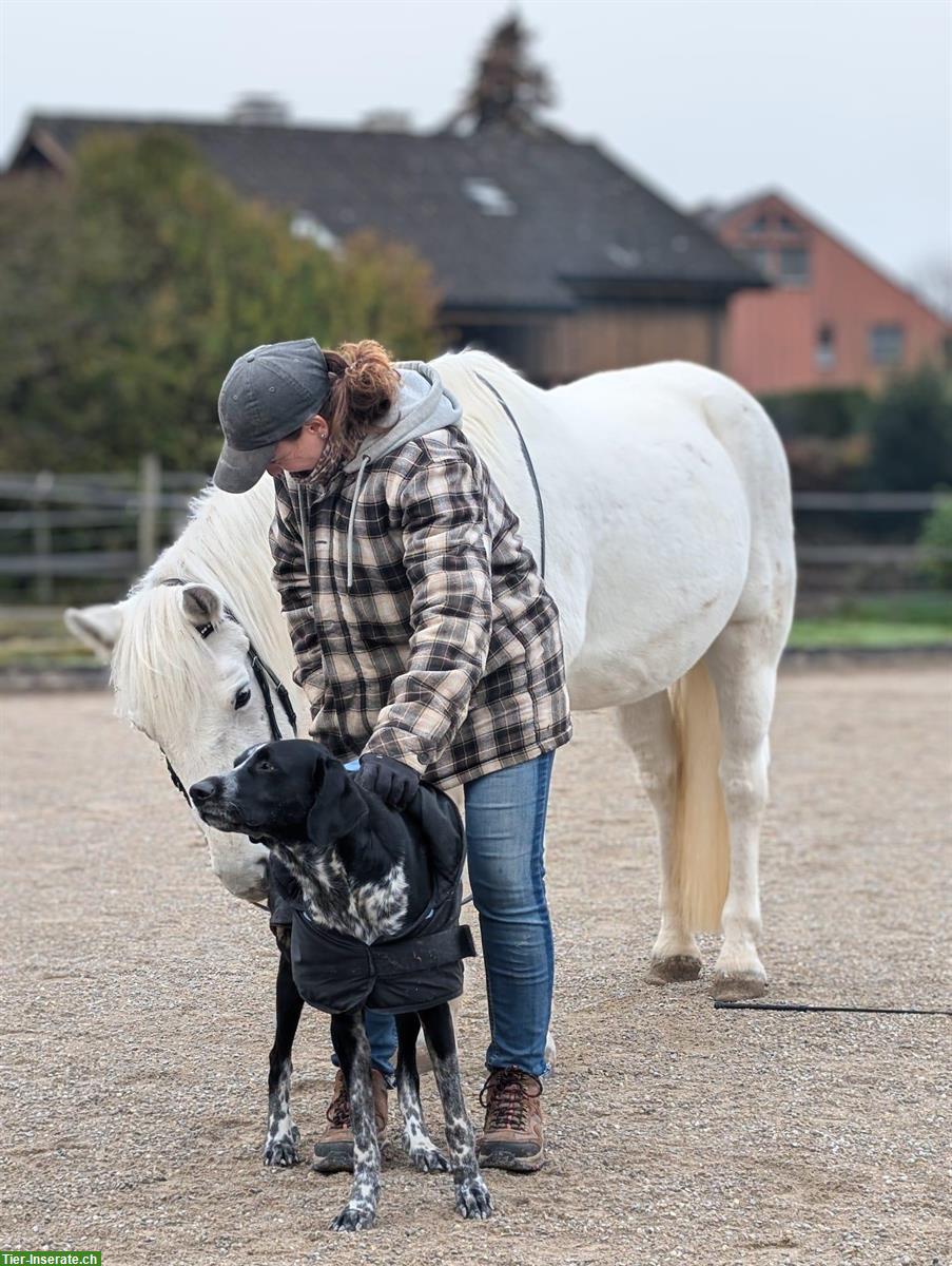 Bieten Tierbetreuung mit Herz ❤️