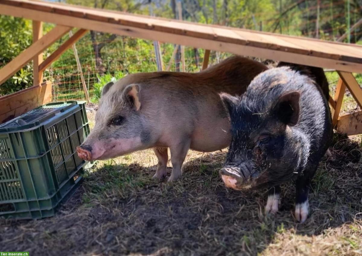 MiniSchweine zutraulich und stubenrein