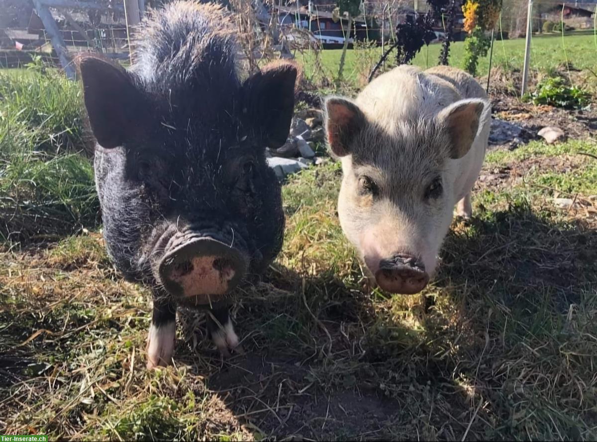 Bild 3: MiniSchweine zutraulich und stubenrein