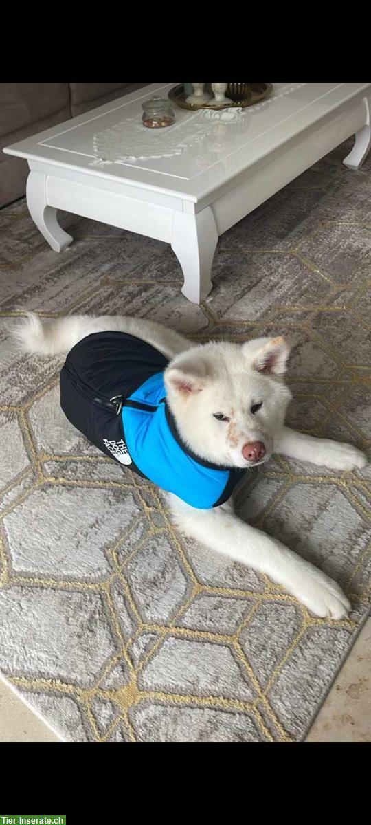 Bild 2: Junger Akita Inu Rüde sucht neues Zuhause