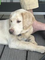 Labrador Welpen Rüde zu verkaufen