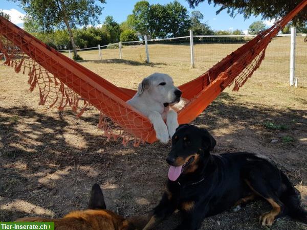 Pflegeplatz / Auszeit-Platz / Übergangslösung für Ihren Hund