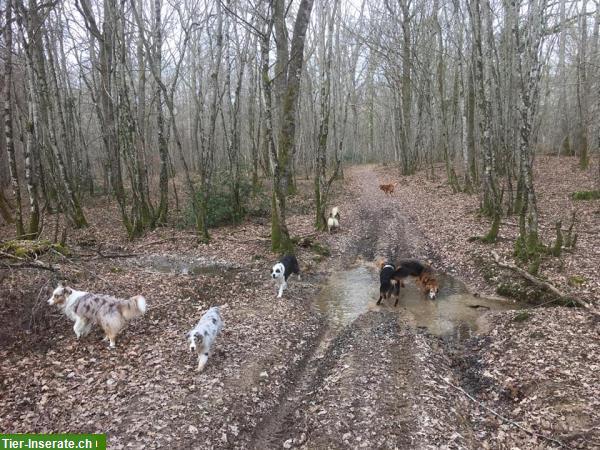 Bild 6: Pflegeplatz / Auszeit-Platz / Übergangslösung für Ihren Hund