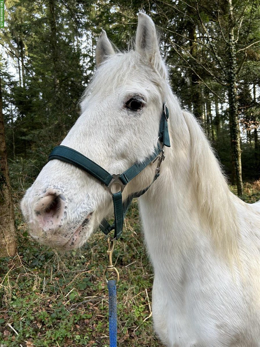 Bild 4: Pflege- und Spazierbeteiligung in Ruswil LU