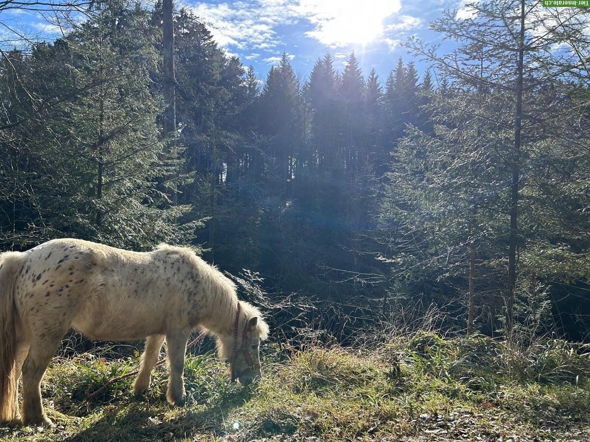 Bild 6: Pflege- und Spazierbeteiligung in Ruswil LU