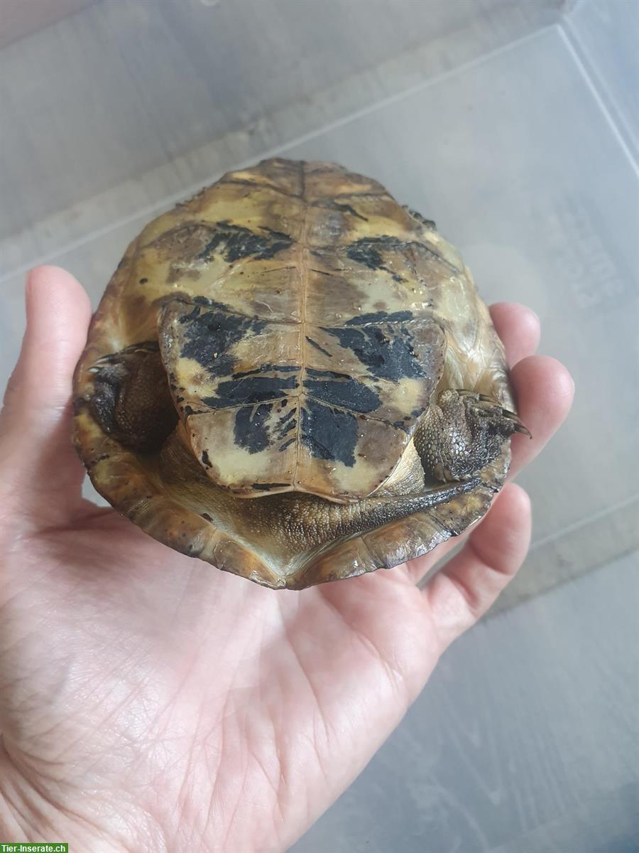 Bild 2: 1.0 Sacalia quadriocellata Schildkröte abzugeben