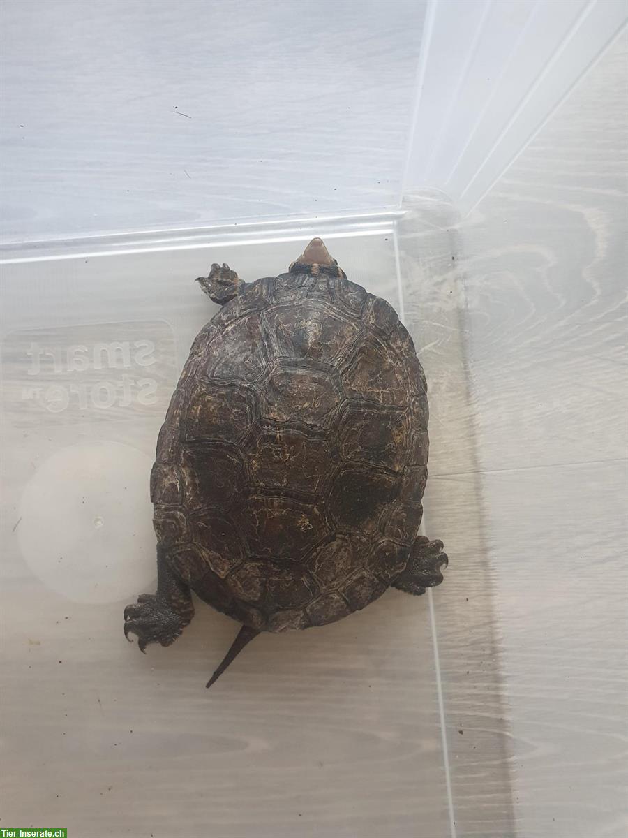 Bild 3: 1.0 Sacalia quadriocellata Schildkröte abzugeben