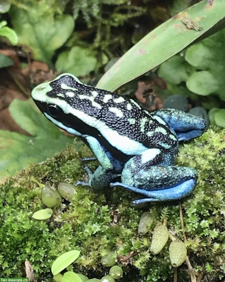 Dendrobaten Jungtiere aus Hobbyzucht abzugeben