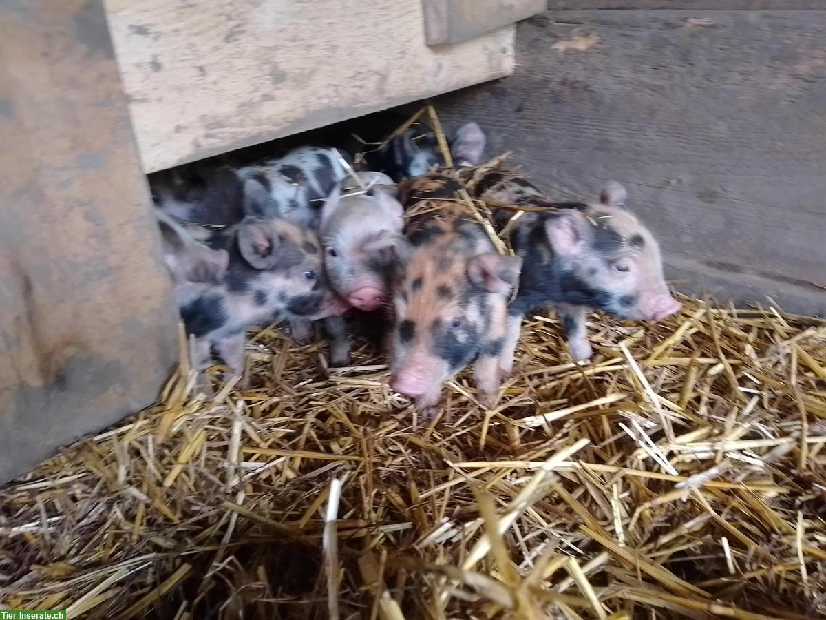 Turopolje Ferkel zu verkaufen