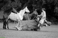Biete Reit-/Pflegebeteiligungen auf Quarter Horses im Baselland