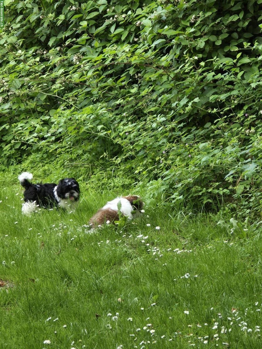 Bild 2: Reinrassige Shi Tzu Welpen zu verkaufen