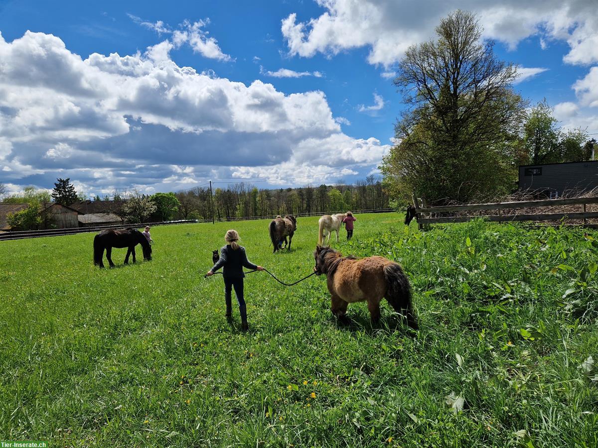 Bild 2: Tolle Ponyzeit für Kinder und Jugendliche