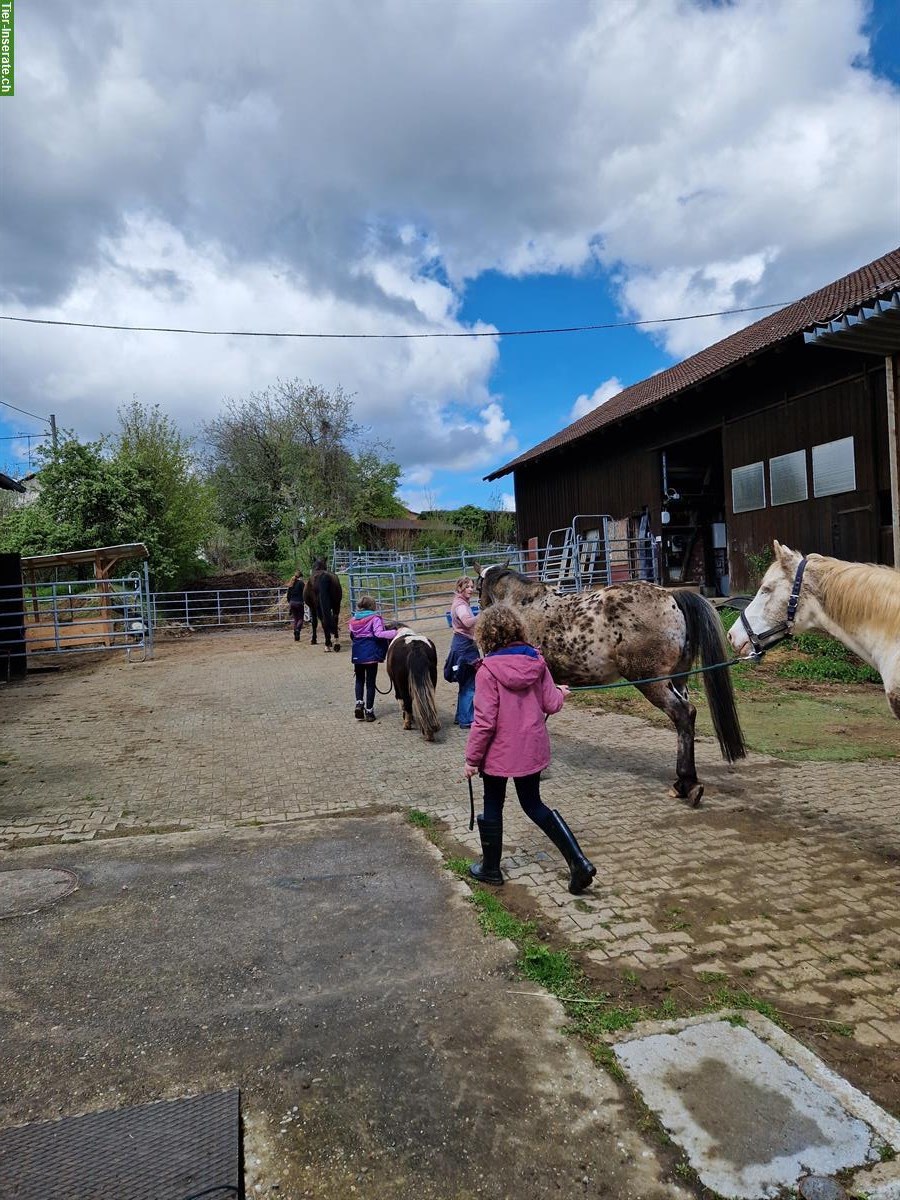 Bild 3: Tolle Ponyzeit für Kinder und Jugendliche