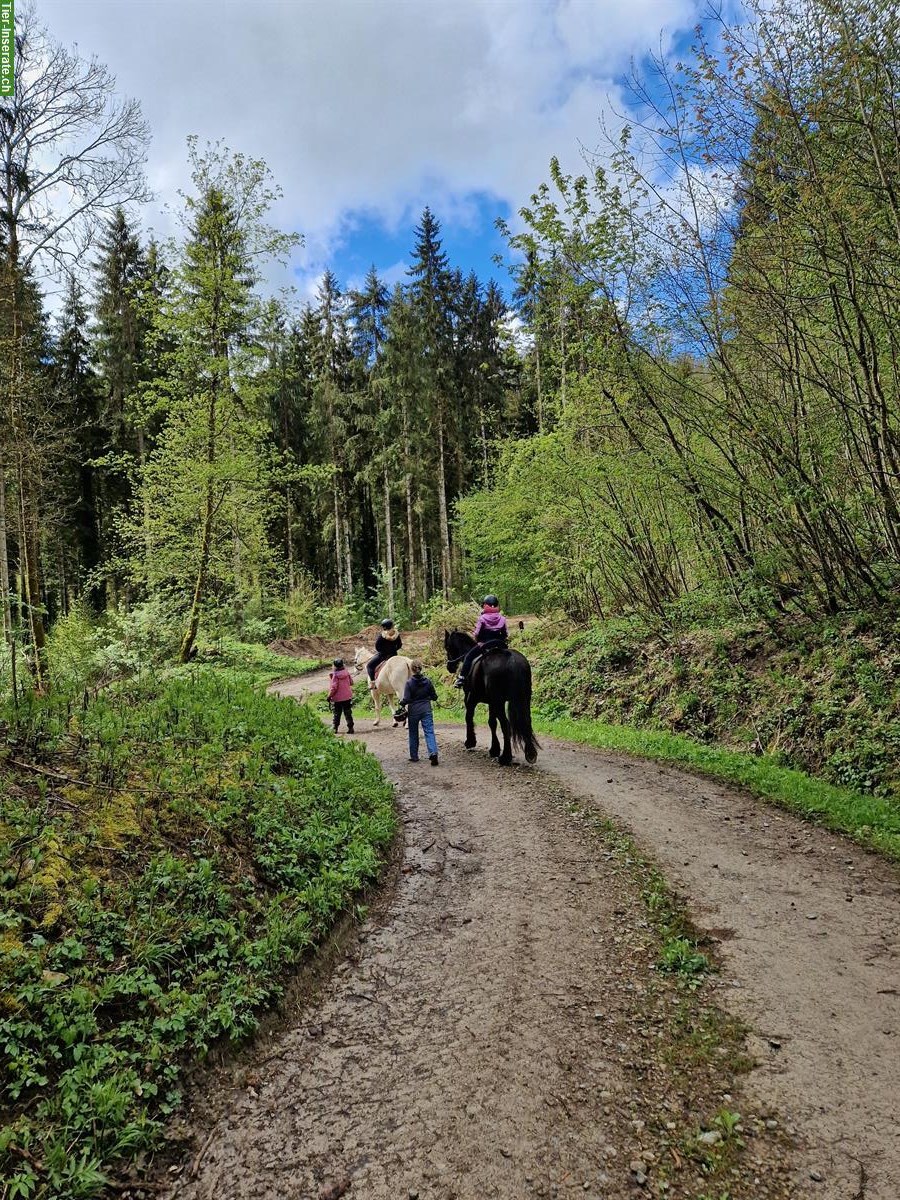 Bild 4: Tolle Ponyzeit für Kinder und Jugendliche