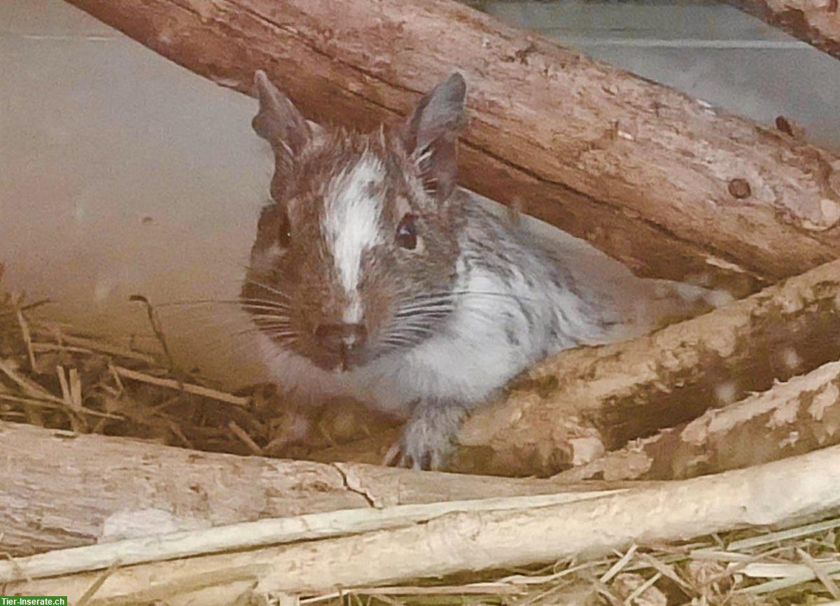 Degu Gruppe zu vergeben