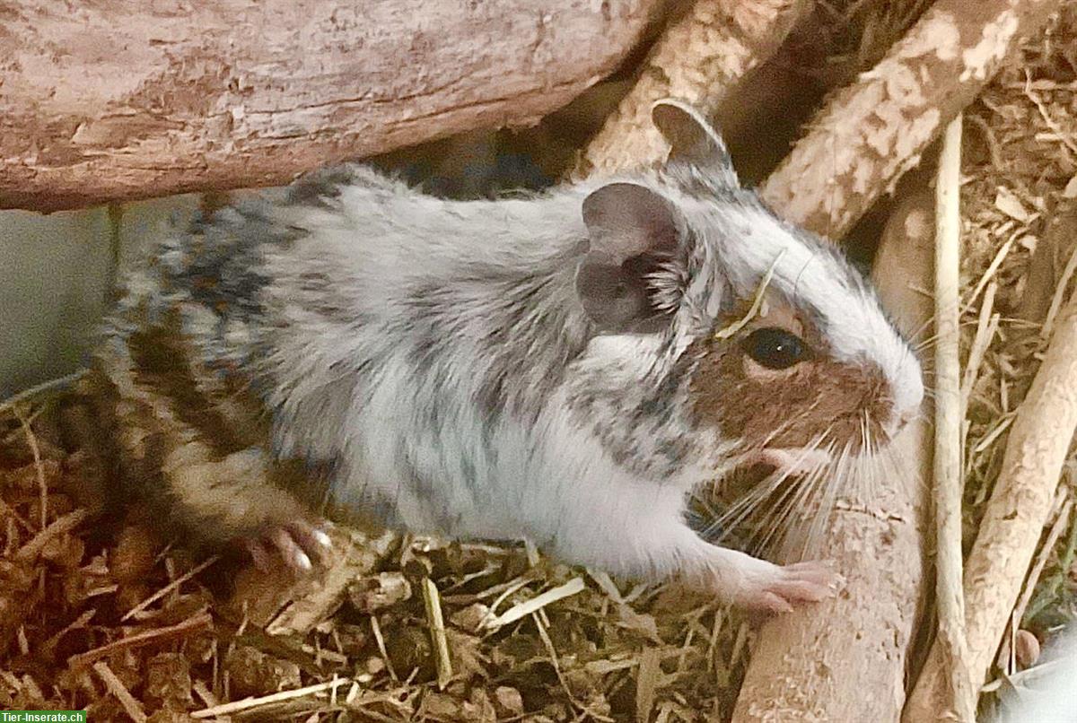 Bild 3: Degu Gruppe zu vergeben