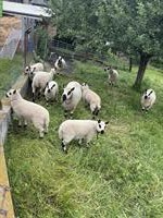Verschiedene Kerry Hill Schafe zu verkaufen