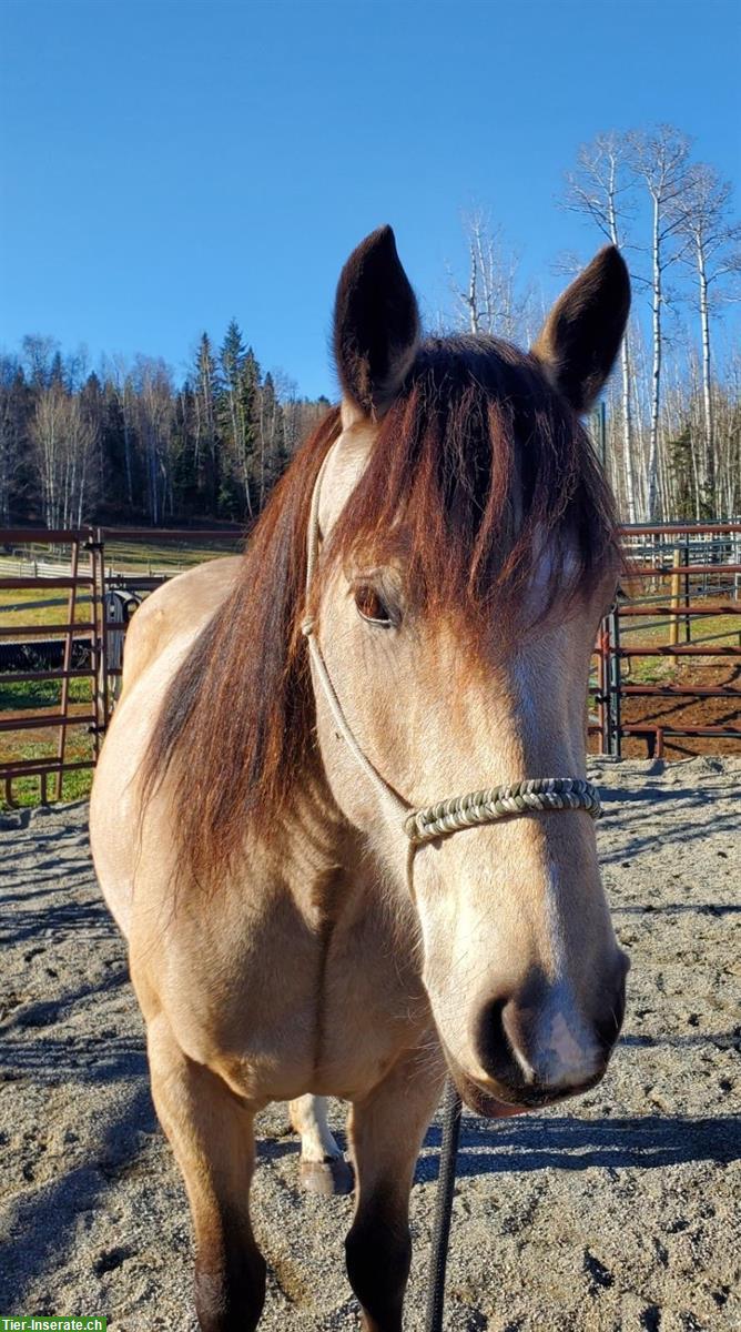 Bucksin Free Range Horse Stute, 5-jährig