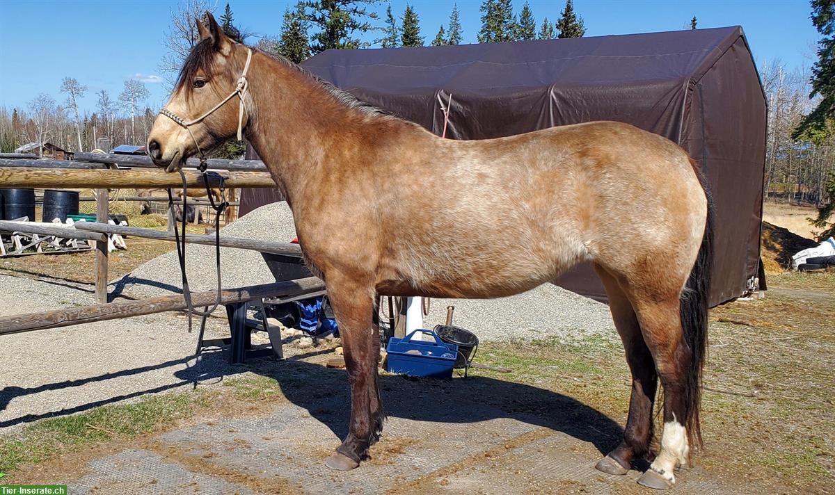 Bild 3: Bucksin Free Range Horse Stute, 5-jährig