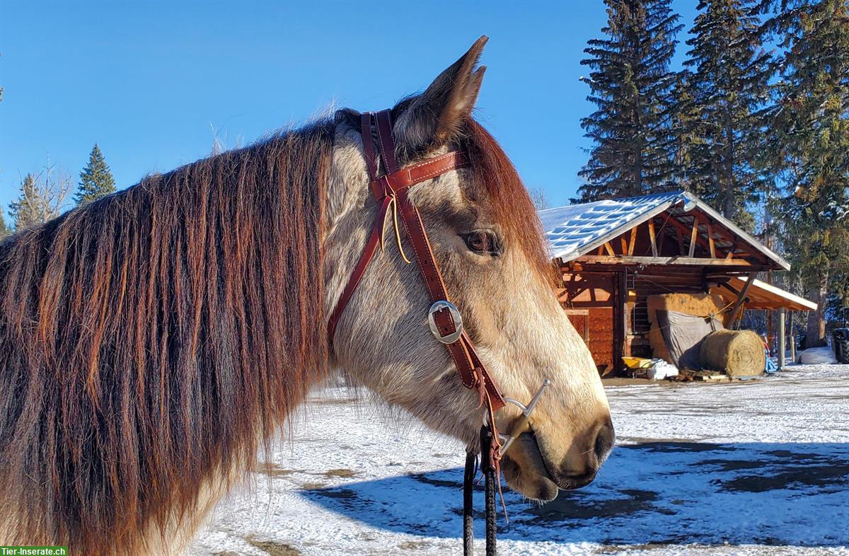 Bild 4: Bucksin Free Range Horse Stute, 5-jährig